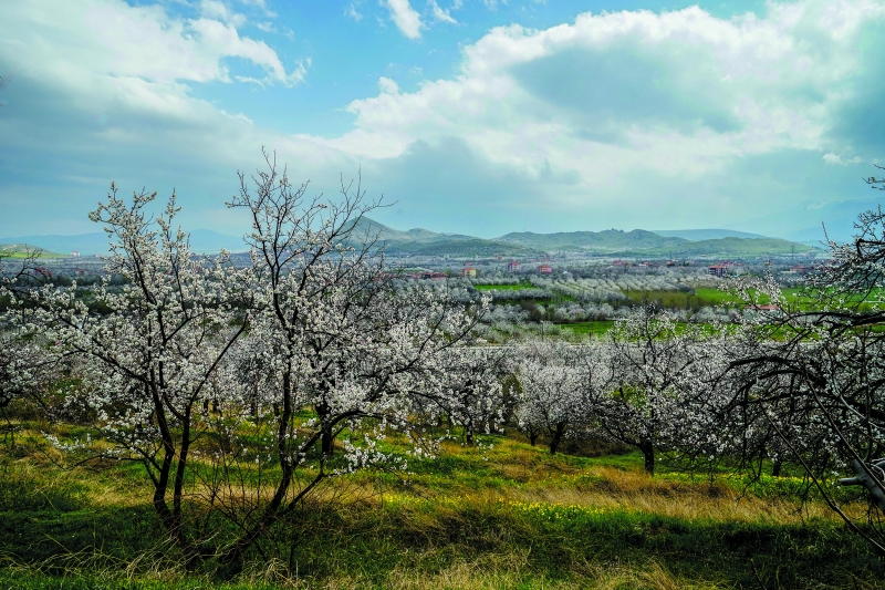 Malatya Aspuzu Bağları