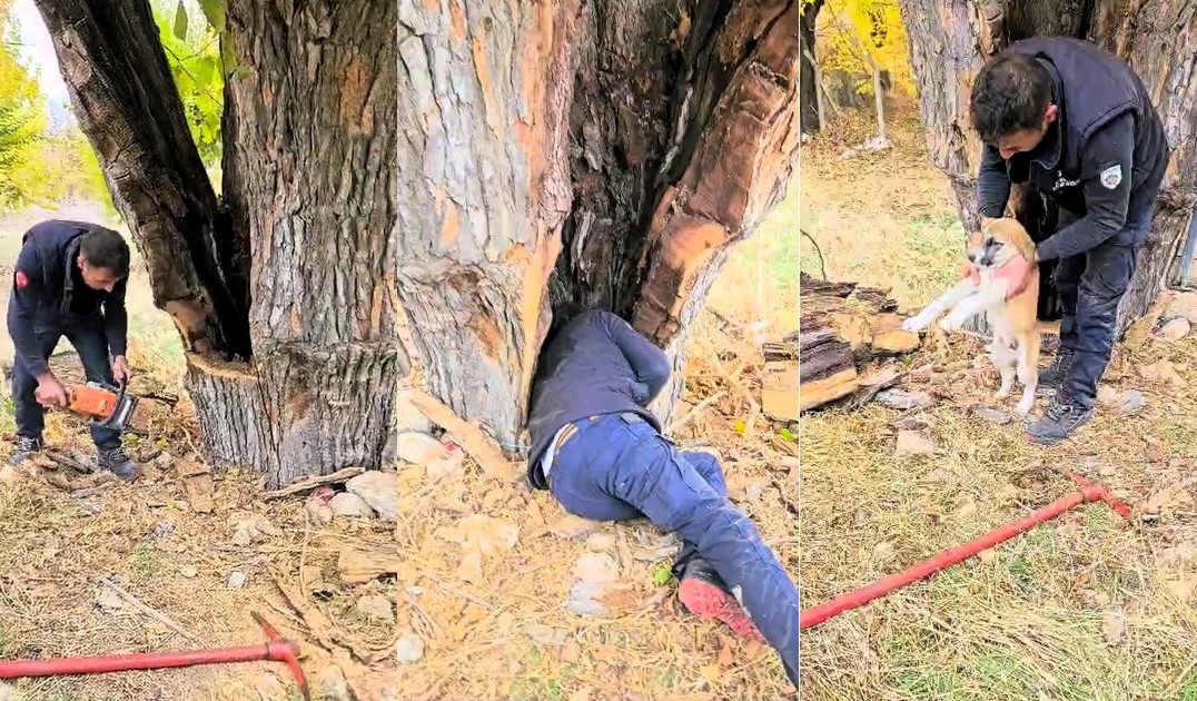 Ağaç Kavuğuna Sıkışan Yavru Köpeğe İtfaiye Ekipleri Müdahale Ederek Kurtardı