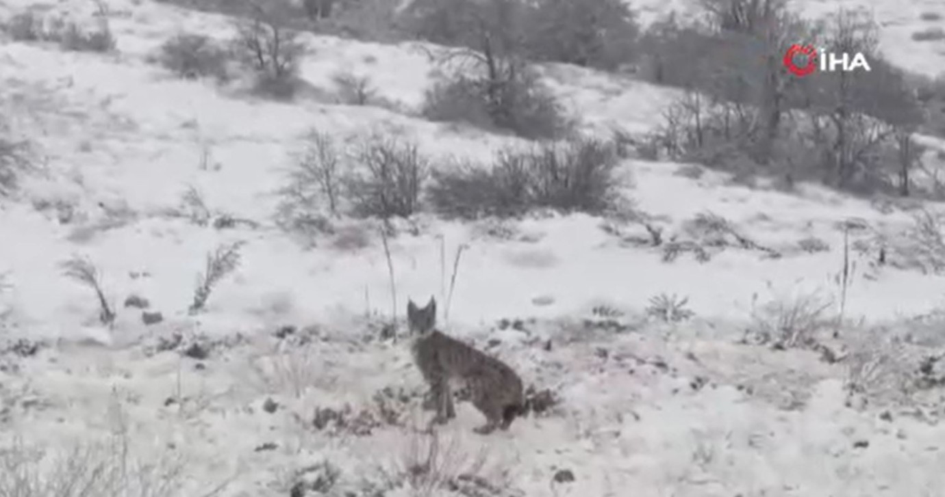 Hekimhan'da Nesli Tükenmek Üzere Olan Vaşak Görüldü