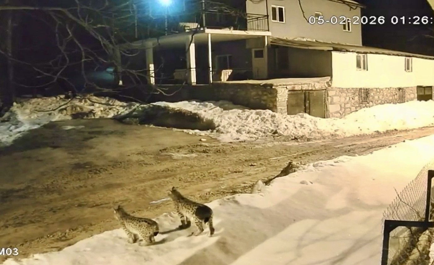 Hekimhan'da Vaşaklar Mahalleye İndi