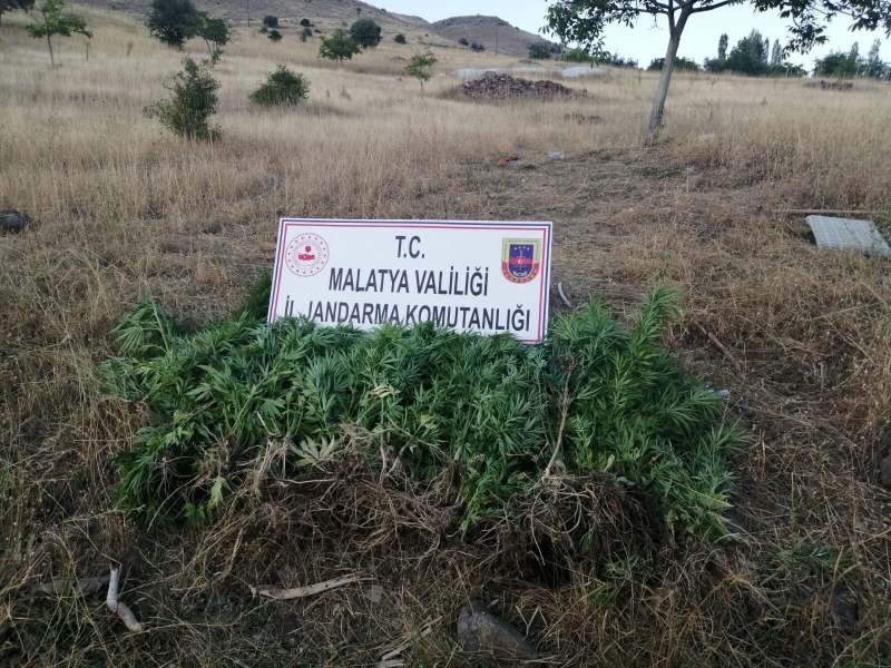 Hekimhan'da 250 kök kenevir ele geçirildi
